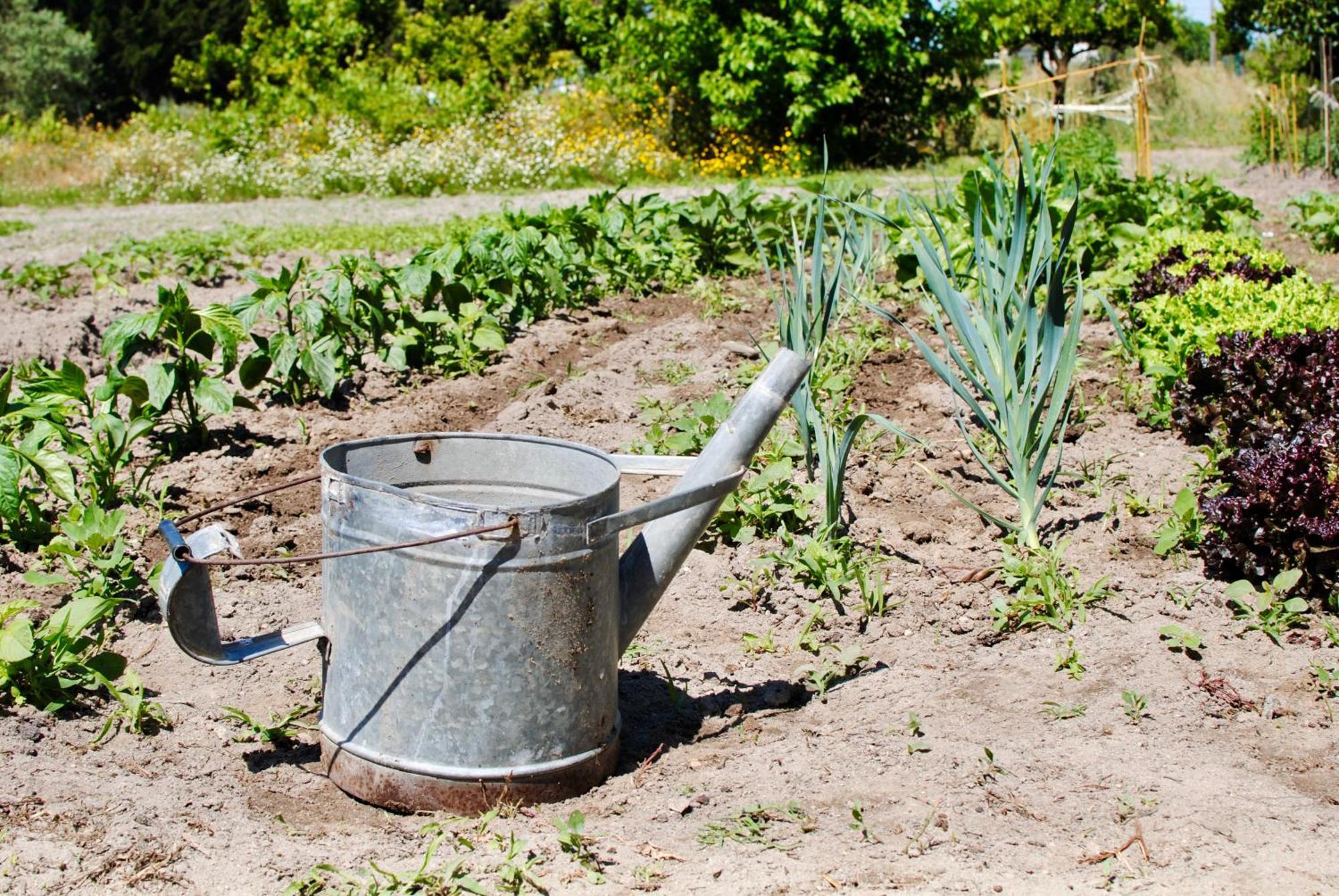Chitaka'S Organic Farmhouse In Ribatejo Santo Estevao  Buitenkant foto